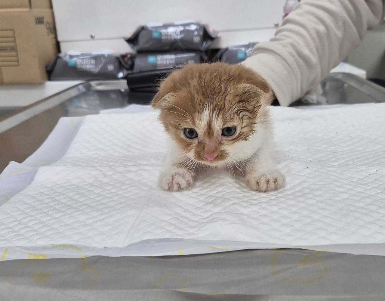 남양주시동물보호센터_441399202402878